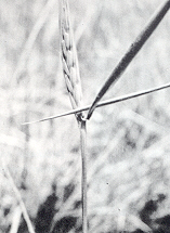 Wilder Weizen in Galilaea
